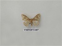 藏品(尺蛾600)的圖片